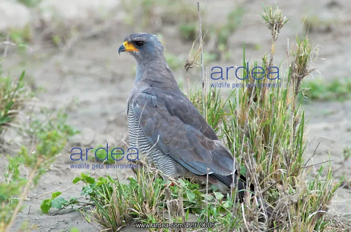 : Eastern Chanting Goshawk : Eastern Chanting Goshawk