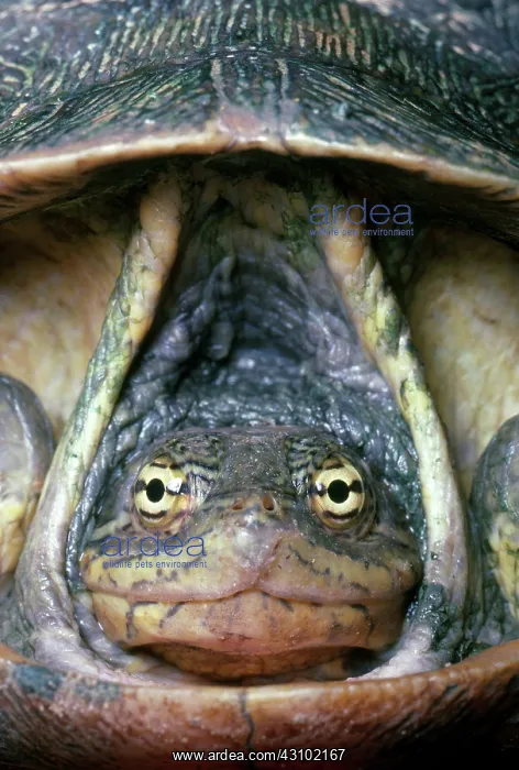 : Eastern Chicken Turtle : Eastern Chicken Turtle