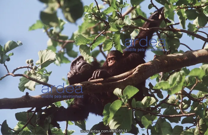  : EASTERN CHIMPANZEE - and baby in tree