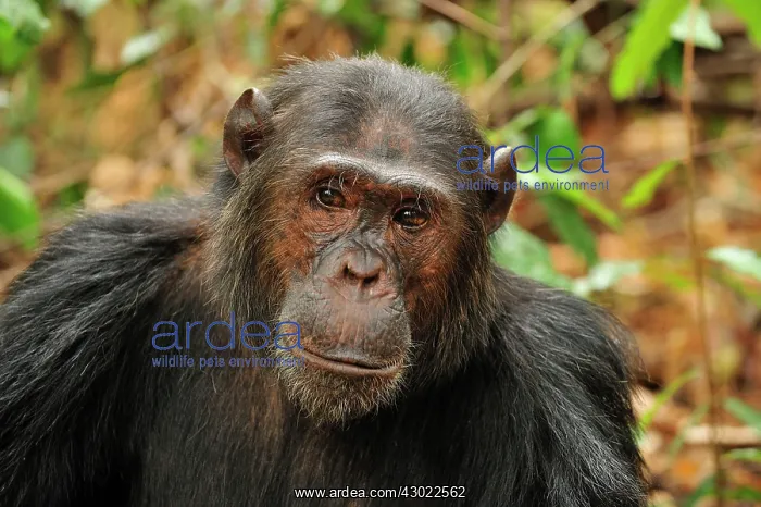 : Eastern Chimpanzee / Common Chimpanzee : Eastern Chimpanzee / Common Chimpanzee
