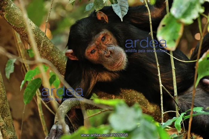 : Eastern Chimpanzee / Common Chimpanzee : Eastern Chimpanzee / Common Chimpanzee