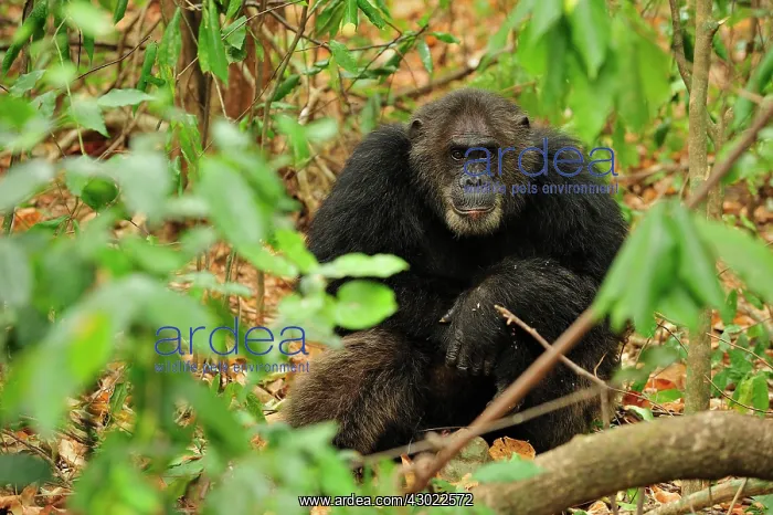 : Eastern Chimpanzee / Common Chimpanzee alpha male : Eastern Chimpanzee / Common Chimpanzee alpha male