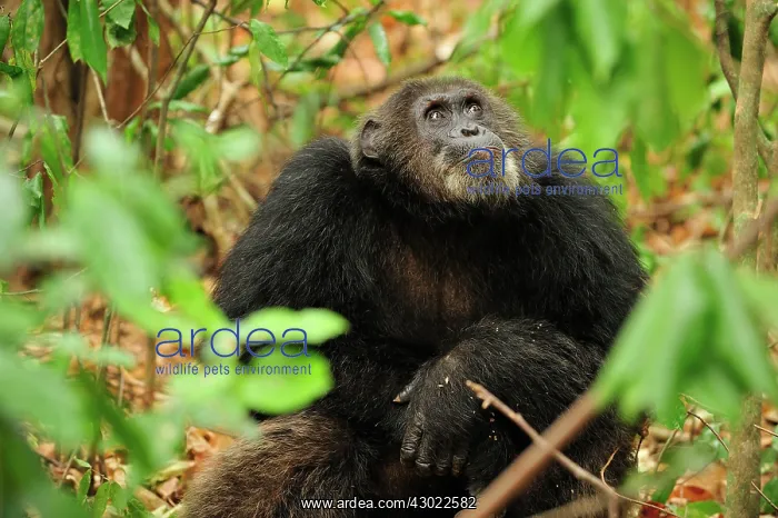 : Eastern Chimpanzee / Common Chimpanzee alpha male : Eastern Chimpanzee / Common Chimpanzee alpha male