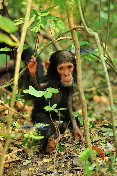 : Eastern Chimpanzee / Common Chimpanzee baby : Eastern Chimpanzee / Common Chimpanzee baby