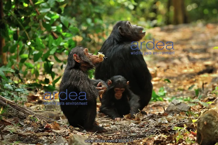 : Eastern Chimpanzee / Common Chimpanzee with baby : Eastern Chimpanzee / Common Chimpanzee with baby