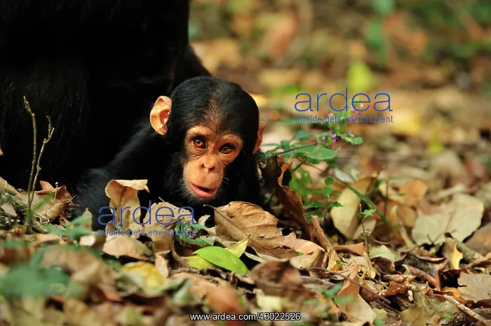 : Eastern Chimpanzee / Common Chimpanzee baby : Eastern Chimpanzee / Common Chimpanzee baby