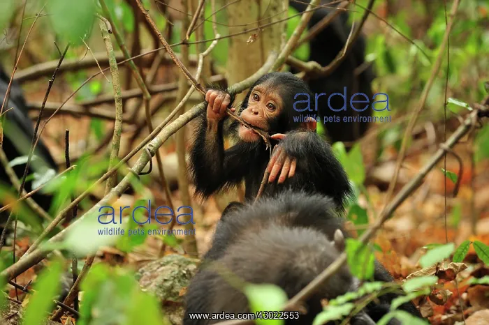 : Eastern Chimpanzee / Common Chimpanzee with baby : Eastern Chimpanzee / Common Chimpanzee with baby