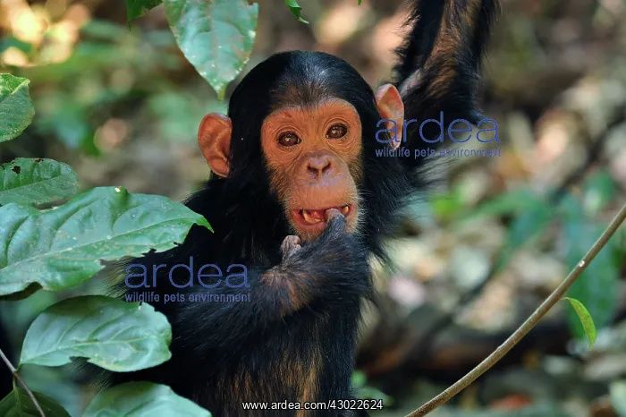 : Eastern Chimpanzee / Common Chimpanzee baby : Eastern Chimpanzee / Common Chimpanzee baby