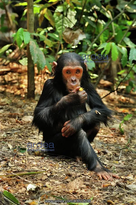 : Eastern Chimpanzee / Common Chimpanzee baby : Eastern Chimpanzee / Common Chimpanzee baby
