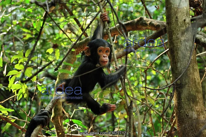 : Eastern Chimpanzee / Common Chimpanzee baby : Eastern Chimpanzee / Common Chimpanzee baby