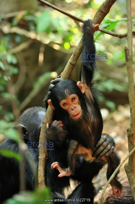 : Eastern Chimpanzee / Common Chimpanzee baby : Eastern Chimpanzee / Common Chimpanzee baby