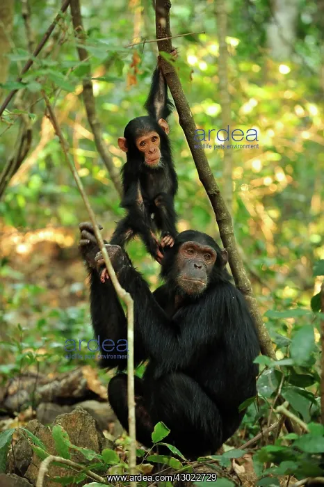 : Eastern Chimpanzee / Common Chimpanzee with baby : Eastern Chimpanzee / Common Chimpanzee with baby