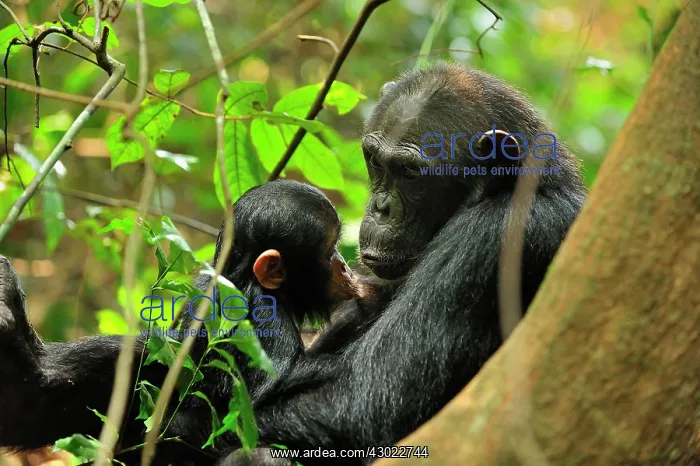 : Eastern Chimpanzee / Common Chimpanzee with baby : Eastern Chimpanzee / Common Chimpanzee with baby