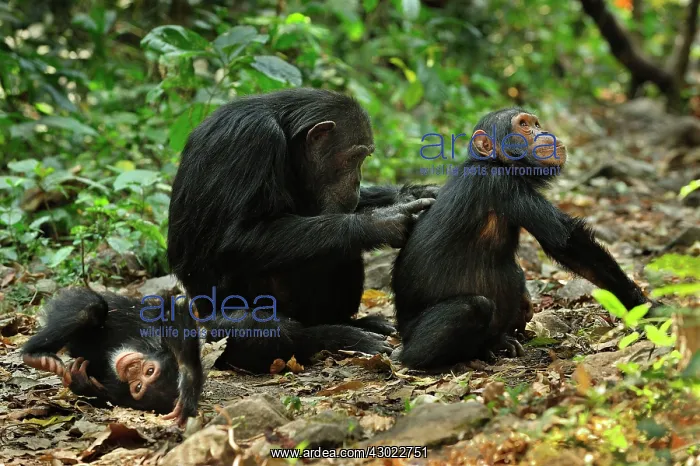 : Eastern Chimpanzee / Common Chimpanzee with baby : Eastern Chimpanzee / Common Chimpanzee with baby