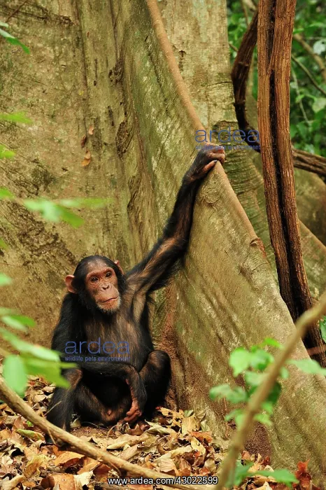 : Eastern Chimpanzee / Common Chimpanzee buttress root : Eastern Chimpanzee / Common Chimpanzee buttress root