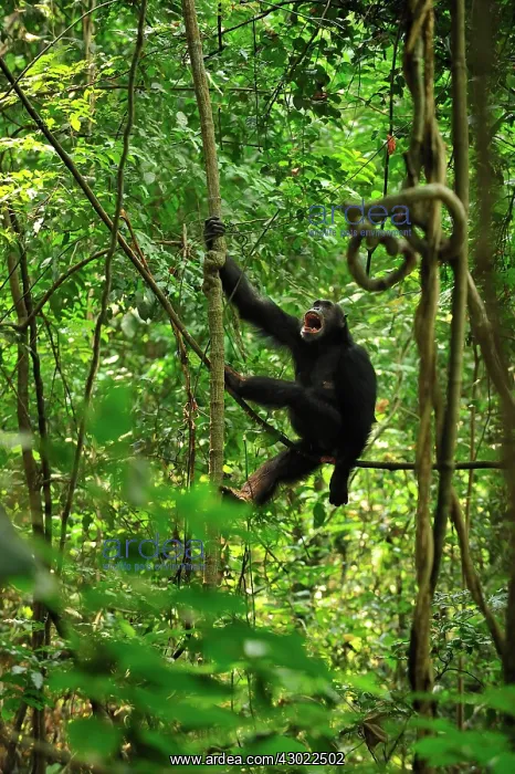 : Eastern Chimpanzee / Common Chimpanzee calling : Eastern Chimpanzee / Common Chimpanzee calling