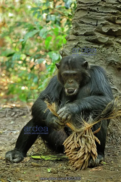 : Eastern Chimpanzee / Common Chimpanzee eating : Eastern Chimpanzee / Common Chimpanzee eating