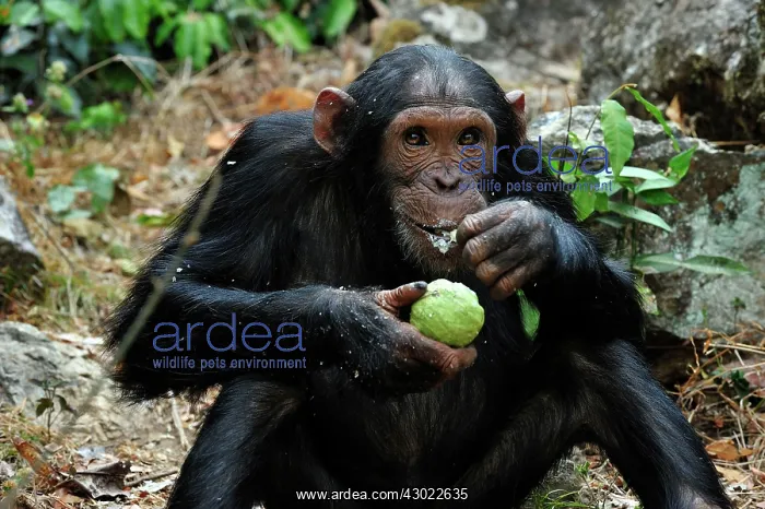  : Eastern Chimpanzee  /  Common Chimpanzee eating a fruit