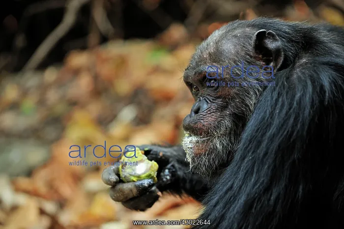 : Eastern Chimpanzee / Common Chimpanzee eating a fruit : Eastern Chimpanzee / Common Chimpanzee eating a fruit