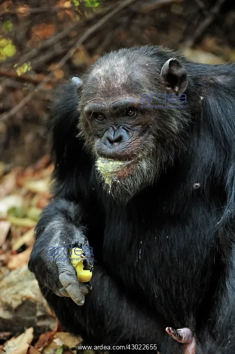 : Eastern Chimpanzee / Common Chimpanzee eating a fruit : Eastern Chimpanzee / Common Chimpanzee eating a fruit