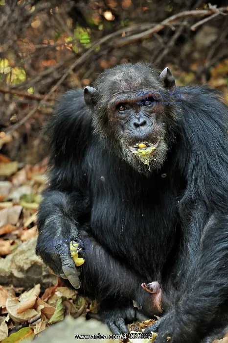  : Eastern Chimpanzee  /  Common Chimpanzee eating a fruit