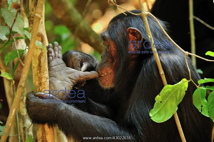 : Eastern Chimpanzee / Common Chimpanzee foot : Eastern Chimpanzee / Common Chimpanzee foot