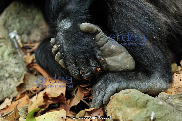 : Eastern Chimpanzee / Common Chimpanzee hands feet : Eastern Chimpanzee / Common Chimpanzee hands feet