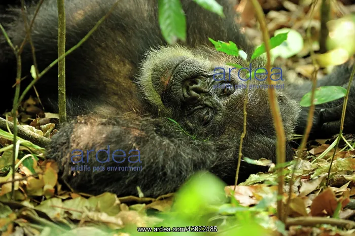 : Eastern Chimpanzee / Common Chimpanzee resting : Eastern Chimpanzee / Common Chimpanzee resting
