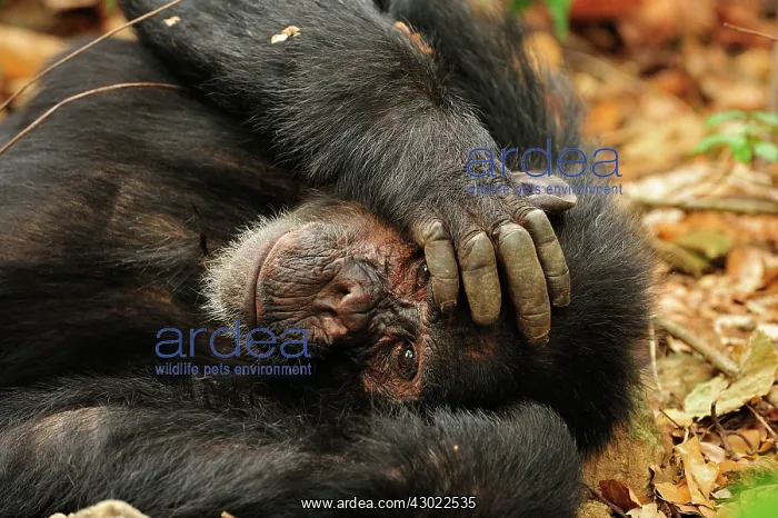 : Eastern Chimpanzee / Common Chimpanzee resting : Eastern Chimpanzee / Common Chimpanzee resting