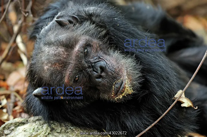 : Eastern Chimpanzee / Common Chimpanzee resting : Eastern Chimpanzee / Common Chimpanzee resting