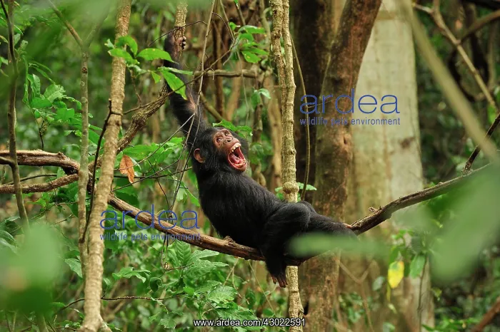 : Eastern Chimpanzee / Common Chimpanzee resting calling : Eastern Chimpanzee / Common Chimpanzee resting calling