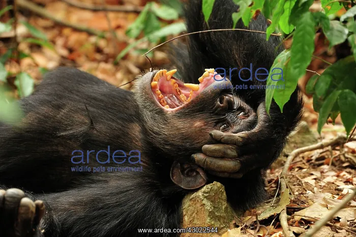 : Eastern Chimpanzee / Common Chimpanzee resting yawning : Eastern Chimpanzee / Common Chimpanzee resting yawning