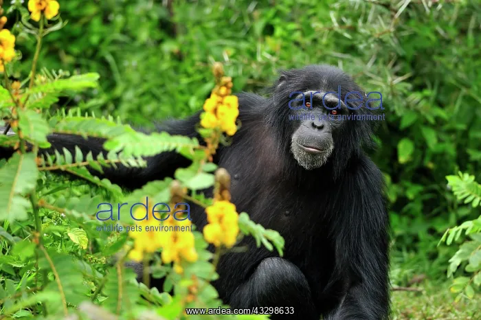 : Eastern Chimpanzee / Common Chimpanzee - Robust : Eastern Chimpanzee / Common Chimpanzee - Robust