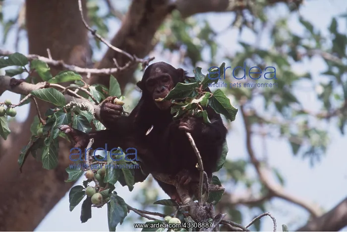  : EASTERN CHIMPANZEE - eating
