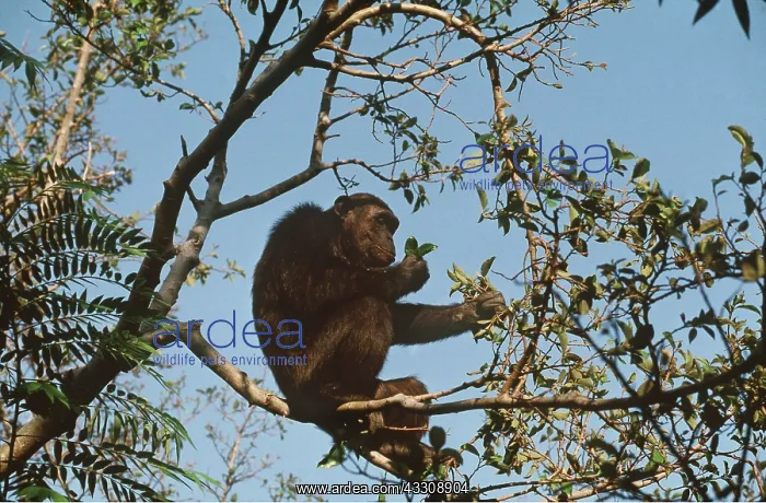  : EASTERN CHIMPANZEE - in tree