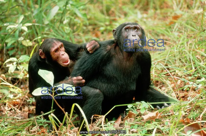 : EASTERN CHIMPANZEE - x two, one grooming other
