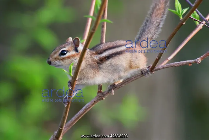 : Eastern Chipmunk : Eastern Chipmunk