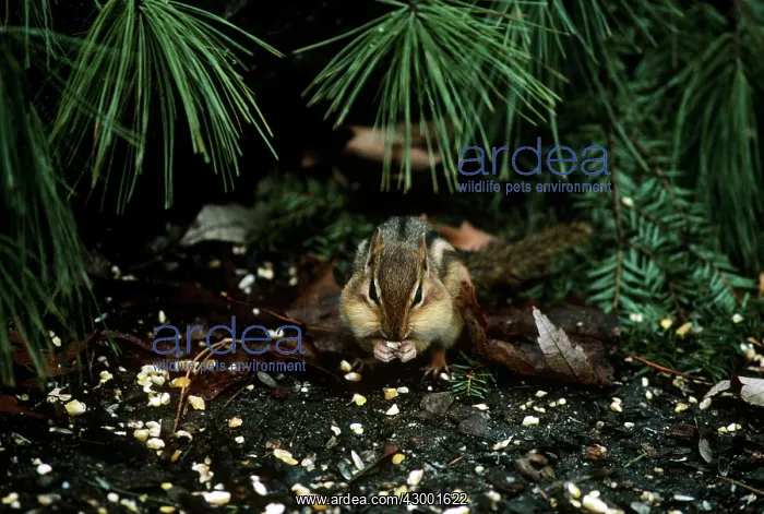 : Eastern Chipmunk : Eastern Chipmunk