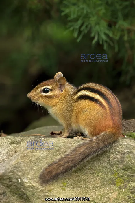  : Eastern Chipmunk