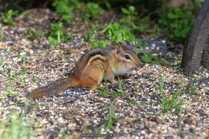 : EASTERN CHIPMUNK : EASTERN CHIPMUNK