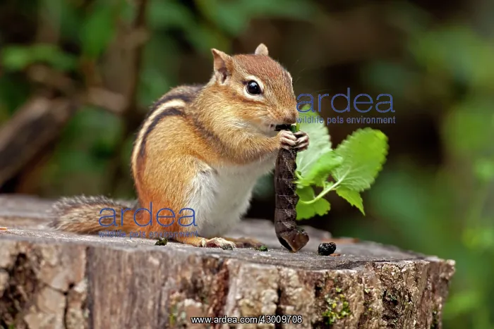  : Eastern Chipmunk eating caterpillar