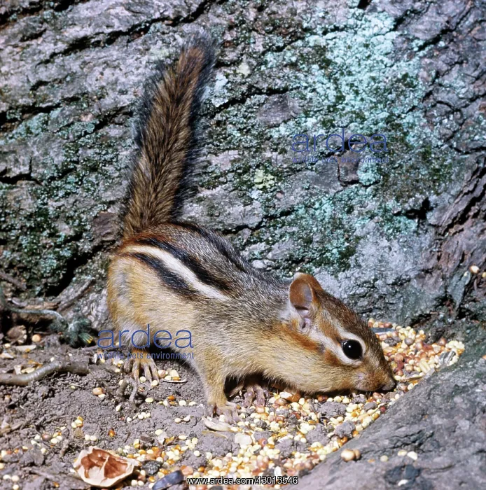 : Eastern Chipmunk - Feeding : Eastern Chipmunk - Feeding