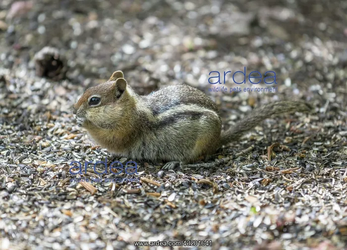 : Eastern Chipmunk (Tamias striatus), Colorado, United : Eastern Chipmunk (Tamias striatus), Colorado, United
