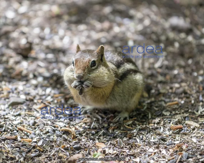 : Eastern Chipmunk (Tamias striatus), Colorado, United : Eastern Chipmunk (Tamias striatus), Colorado, United