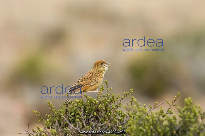 : Eastern Clapper Lark - Male singing from perch : Eastern Clapper Lark - Male singing from perch