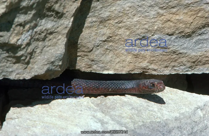 : Eastern Coachwhip : Eastern Coachwhip