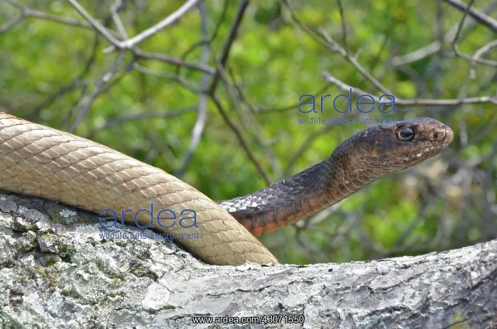 : Eastern Coachwhip Snake : Eastern Coachwhip Snake