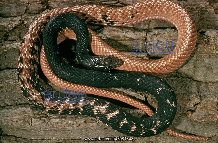 : Eastern Coachwhip Snake : Eastern Coachwhip Snake