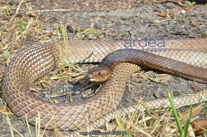 : Eastern Coachwhip snake : Eastern Coachwhip snake