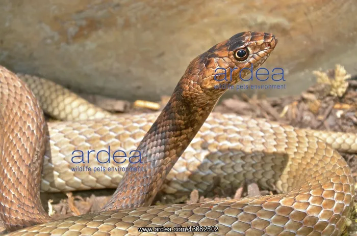 : Eastern Coachwhip snake : Eastern Coachwhip snake